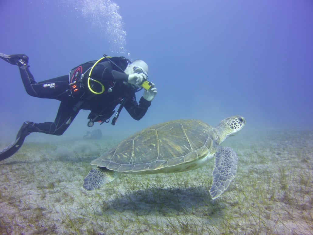 buceo con tortugas