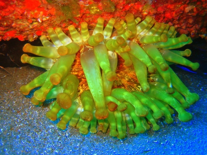 Anemona de mar