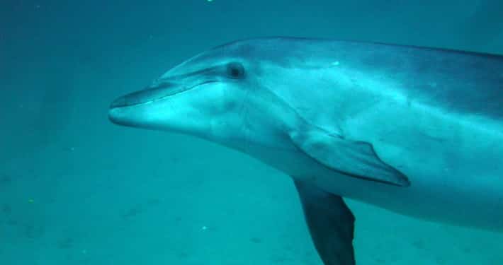 Buceando con delfines