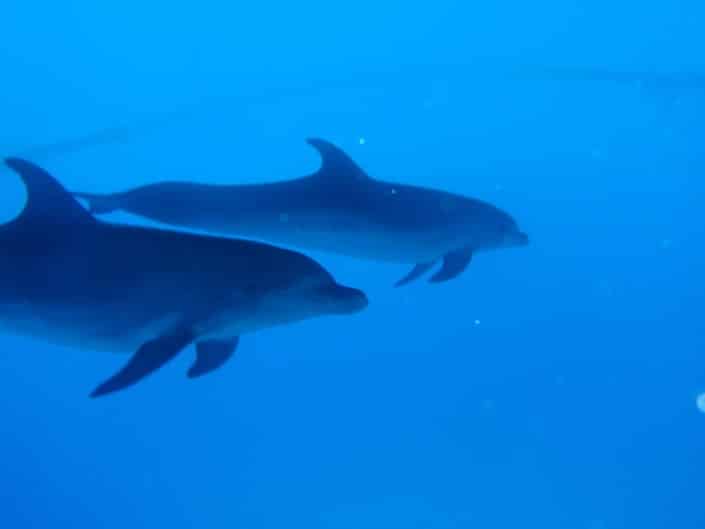 Junto con delfines