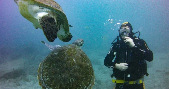 buceo con Tortugas marinas