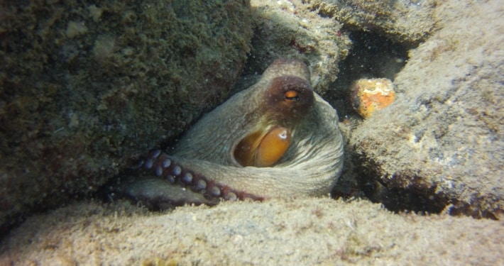 pulpo