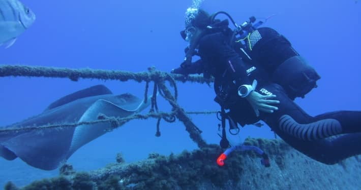 buceo con rayas acuarium