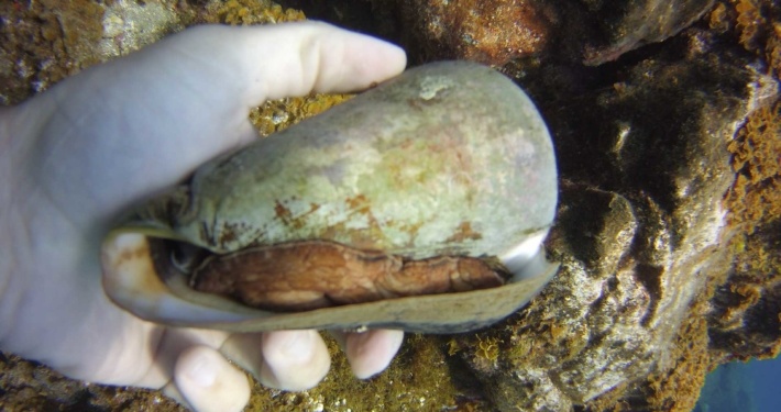 Caracola Cono