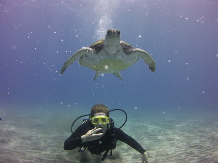 buceo con tortugas