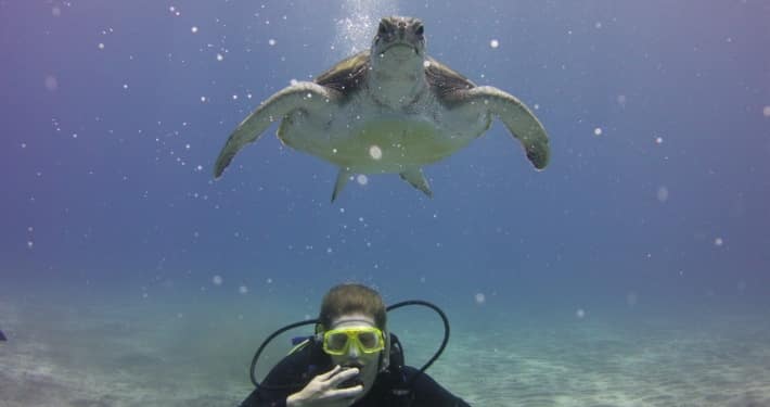 buceo con tortugas
