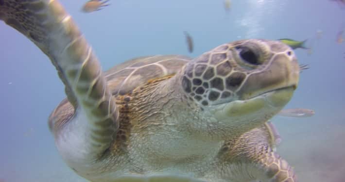 Tortugas marinas