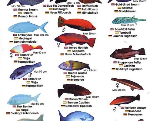 Fauna marina Canaria