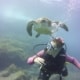 buceo con tortugas