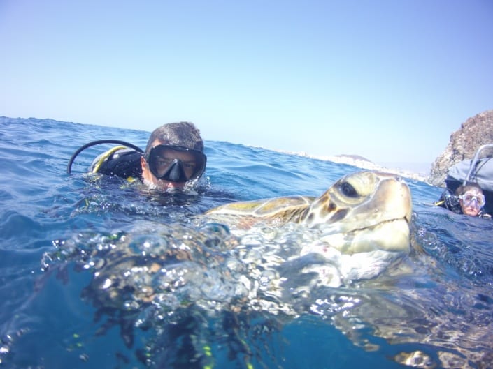 inmesión con tortuga marina