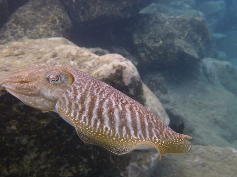 Cuttle Fish5