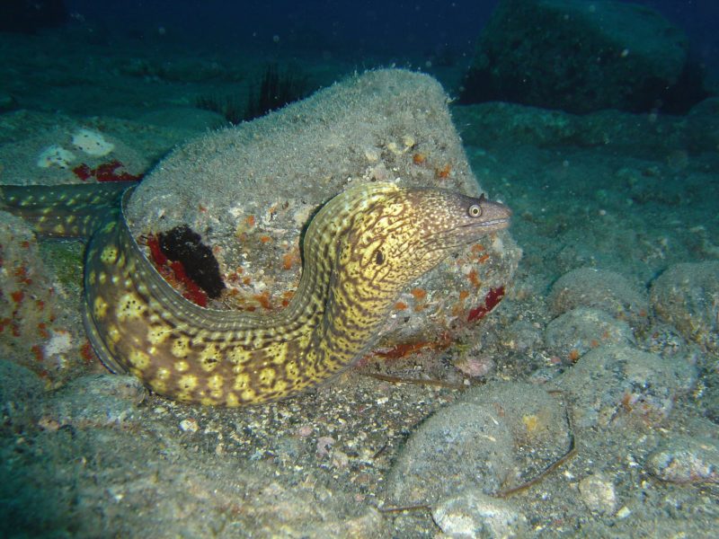 moray eel (2)